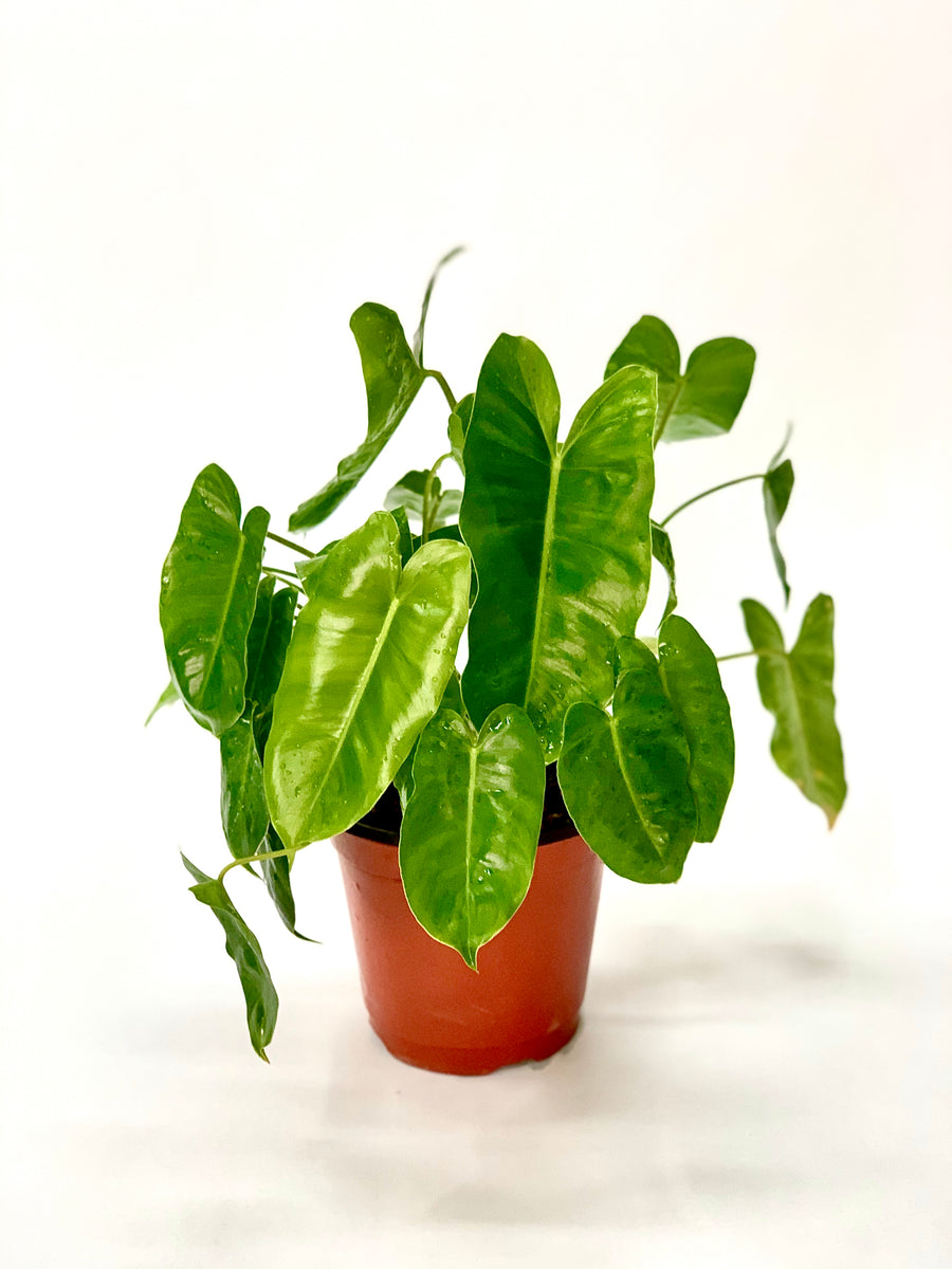 philodendron burle marx nombre común Philodendron Burle Marx – El Tigre Verde