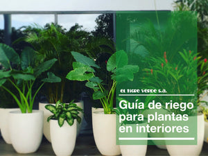 Guia de riego para plantas en interiores