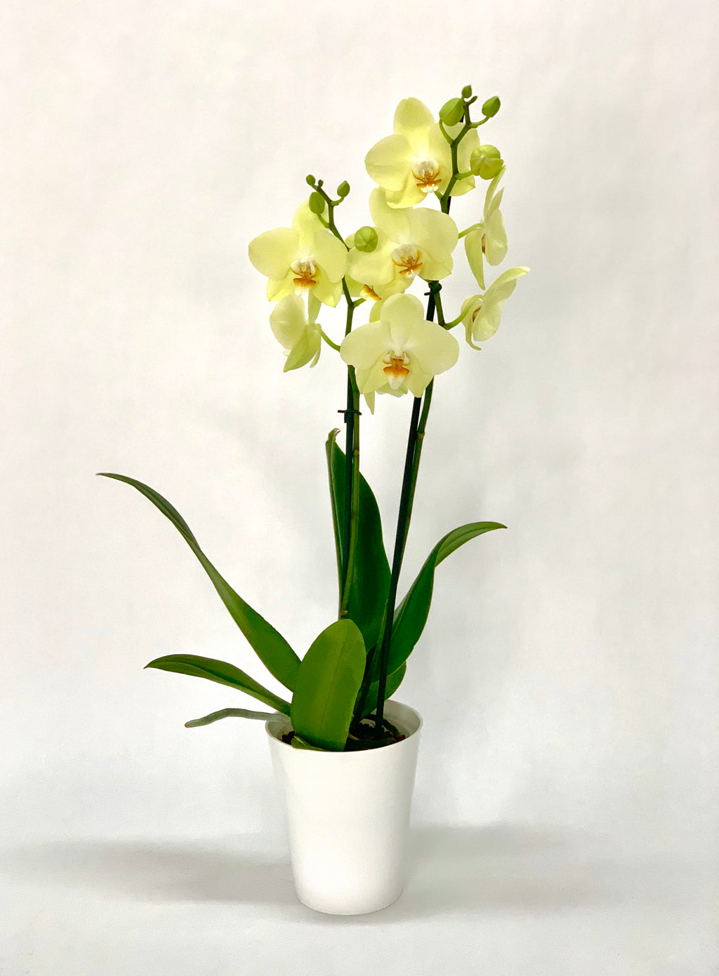 Pote Orchid 5"