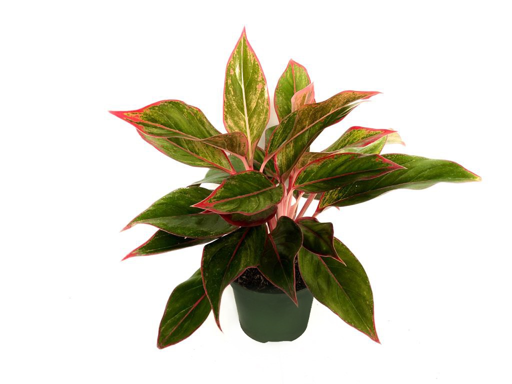 aglaonema red edge Aglaonema Red Edge