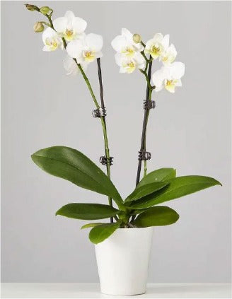 Orquidea Phalaenopsis Blanca con Pote Decorativo