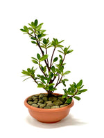 Ficus microcarpa Bonsai Style